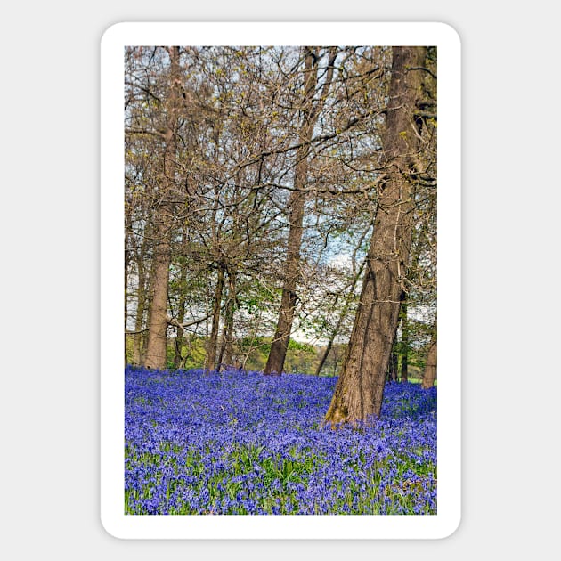 Bluebell Woods Greys Court Oxfordshire England Sticker by AndyEvansPhotos